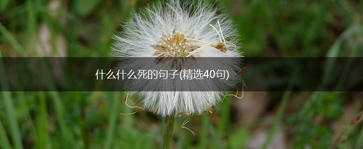 什么什么死的句子(精选40句),第1张