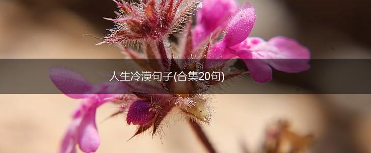 人生冷漠句子(合集20句),第1张