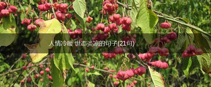 人情冷暖 世态炎凉的句子(21句),第1张