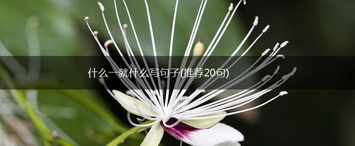 什么一就什么写句子(推荐20句),第1张 什么一就什么写句子(推荐20句),第1张