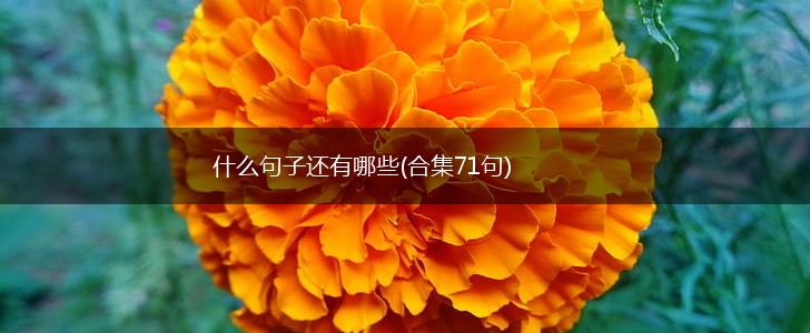 什么句子还有哪些(合集71句),第1张 什么句子还有哪些(合集71句),第1张