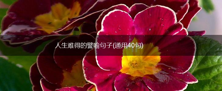 人生难得的譬喻句子(通用40句),第1张