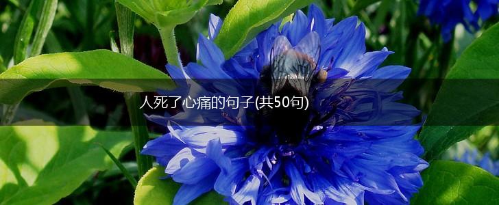 人死了心痛的句子(共50句),第1张