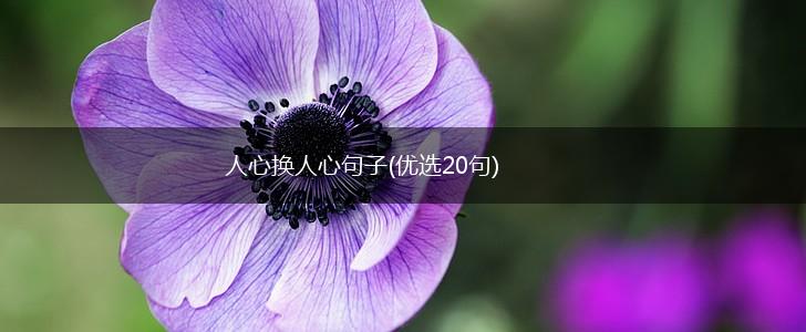 人心换人心句子(优选20句),第1张