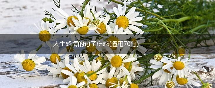 人生感情的句子伤感(通用70句),第1张