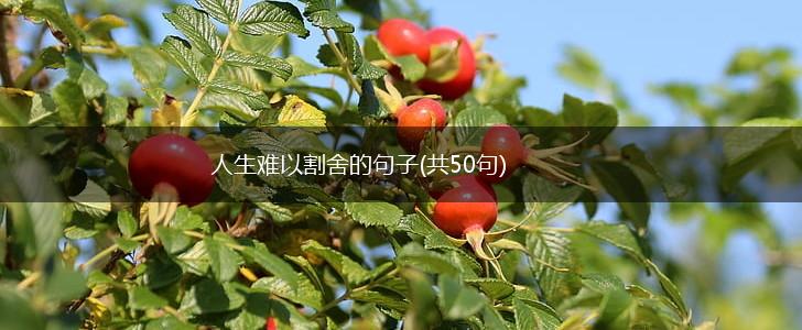 人生难以割舍的句子(共50句),第1张