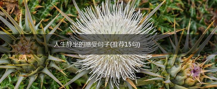 人生静坐的感受句子(推荐15句),第1张