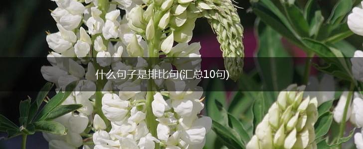 什么句子是排比句(汇总10句),第1张