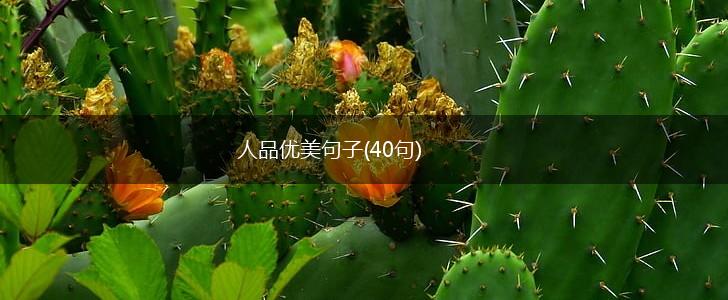 人品优美句子(40句),第1张