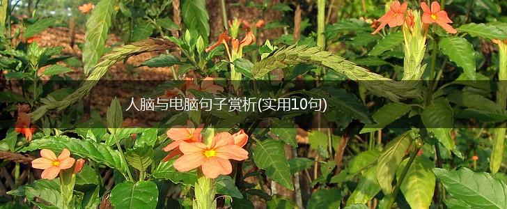 人脑与电脑句子赏析(实用10句),第1张