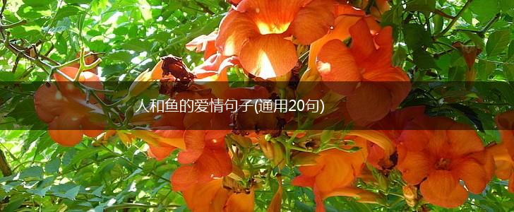人和鱼的爱情句子(通用20句),第1张
