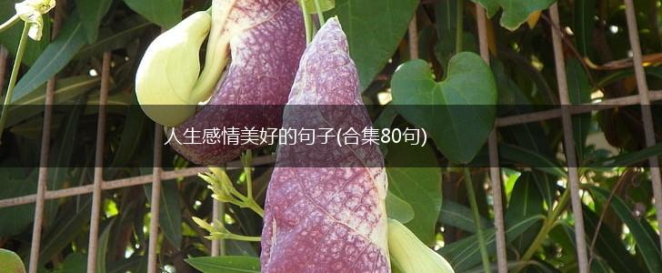 人生感情美好的句子(合集80句),第1张