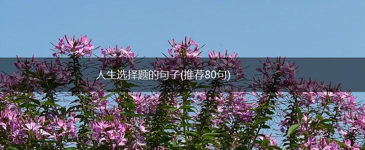 人生选择题的句子(推荐80句),第1张
