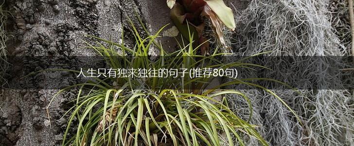 人生只有独来独往的句子(推荐80句),第1张