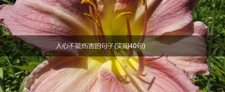 人心不能伤害的句子(实用40句),第1张