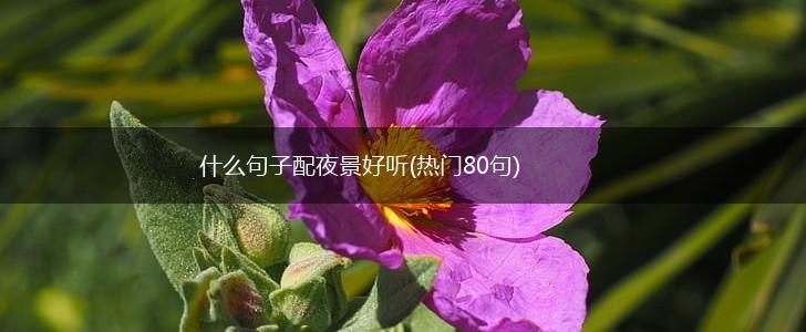 什么句子配夜景好听(热门80句),第1张