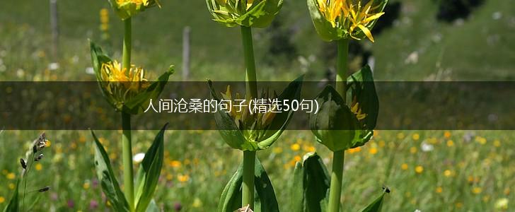 人间沧桑的句子(精选50句),第1张