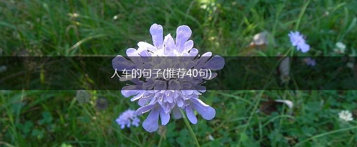 人车的句子(推荐40句),第1张