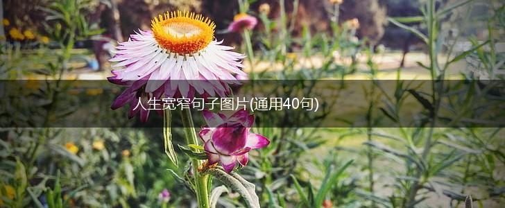 人生宽窄句子图片(通用40句),第1张