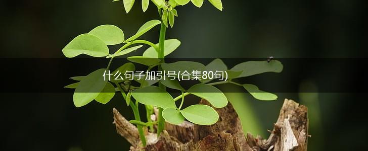 什么句子加引号(合集80句),第1张