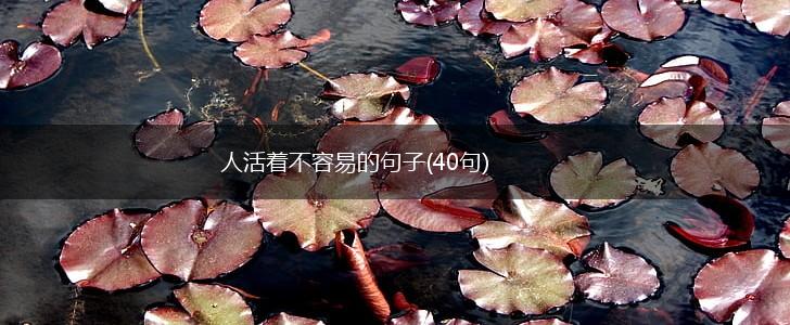 人活着不容易的句子(40句),第1张