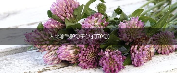 人比喻毛驴句子(热门70句),第1张