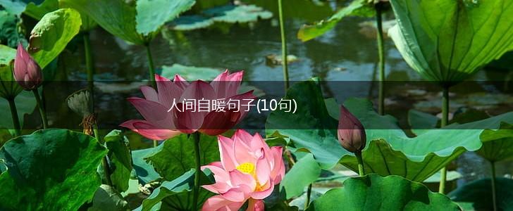 人间自暖句子(10句),第1张