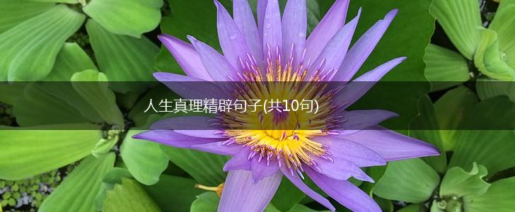 人生真理精辟句子(共10句),第1张
