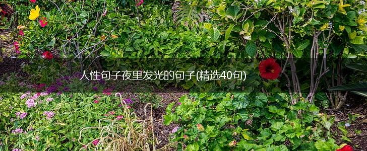 人性句子夜里发光的句子(精选40句),第1张