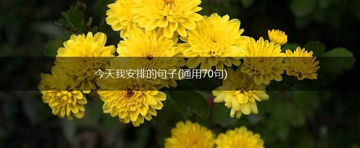今天我安排的句子(通用70句),第1张