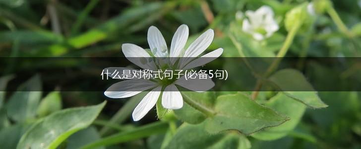 什么是对称式句子(必备5句),第1张