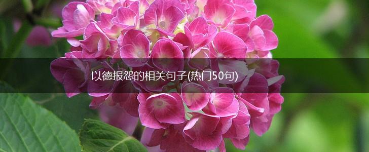 以德报怨的相关句子(热门50句),第1张