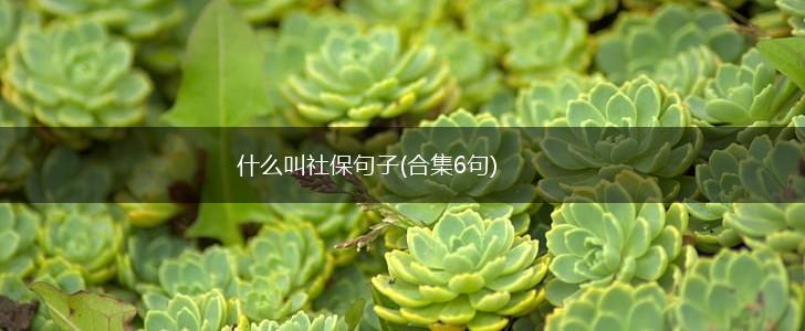 什么叫社保句子(合集6句),第1张 什么叫社保句子(合集6句),第1张