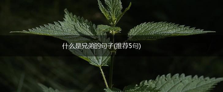 什么是兄弟的句子(推荐5句),第1张