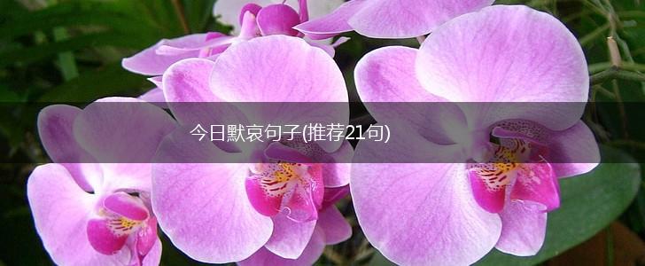 今日默哀句子(推荐21句),第1张