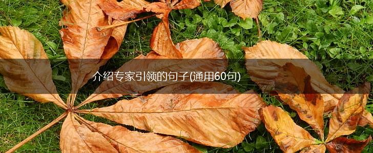介绍专家引领的句子(通用60句),第1张