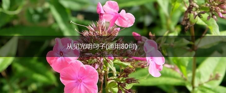 从见光明句子(通用80句),第1张