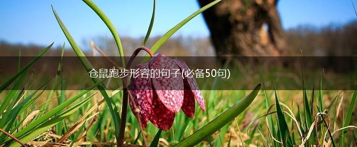 仓鼠跑步形容的句子(必备50句),第1张