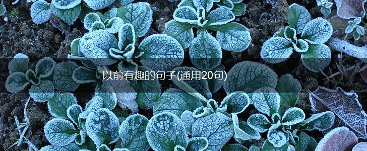以前有趣的句子(通用20句),第1张