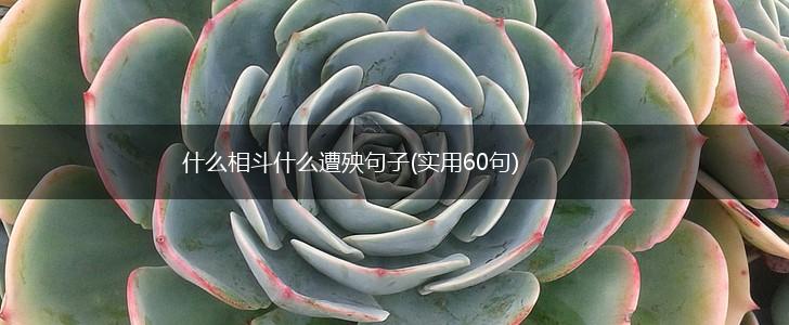 什么相斗什么遭殃句子(实用60句),第1张