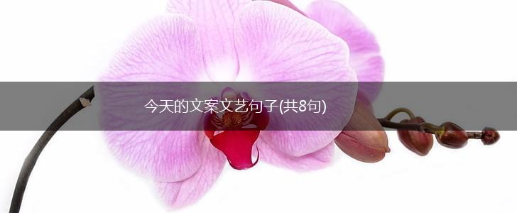 今天的文案文艺句子(共8句),第1张