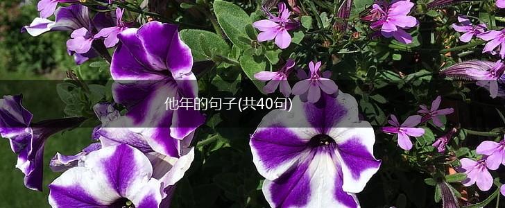 他年的句子(共40句),第1张