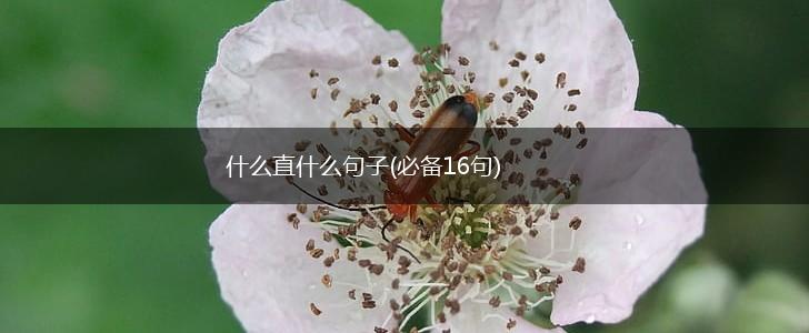 什么直什么句子(必备16句),第1张