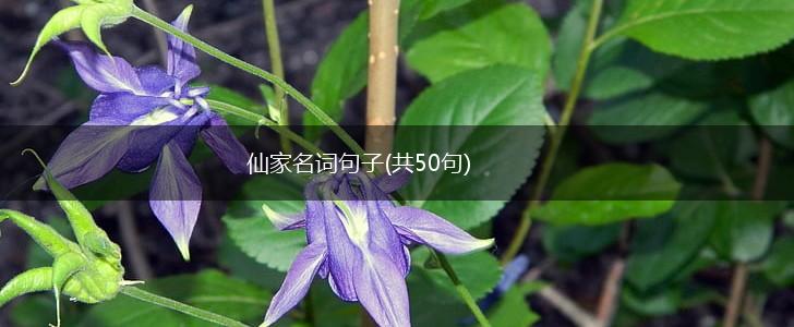 仙家名词句子(共50句),第1张
