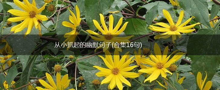 从小抓起的幽默句子(合集16句),第1张