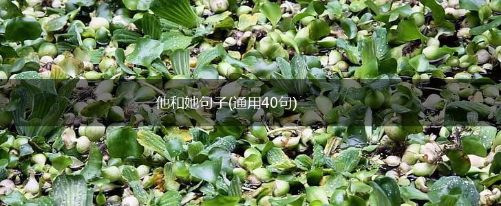 他和她句子(通用40句),第1张