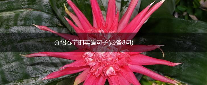 介绍春节的英语句子(必备8句),第1张