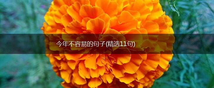 今年不容易的句子(精选11句),第1张