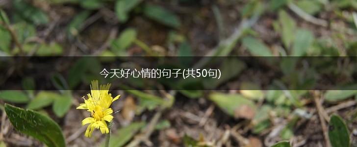 今天好心情的句子(共50句),第1张
