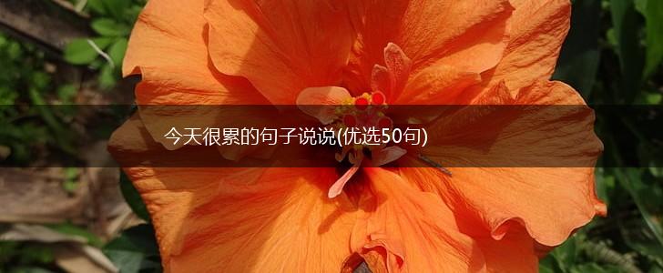 今天很累的句子说说(优选50句),第1张